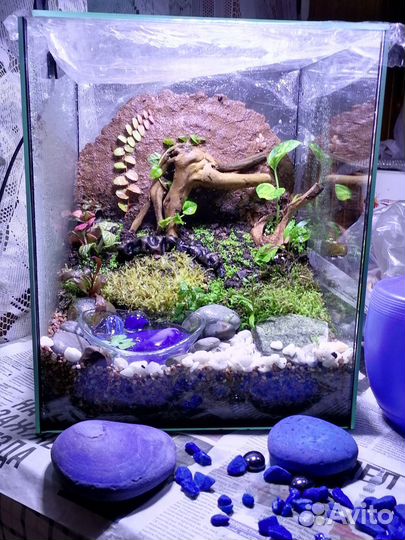 Террариум с крабиками
