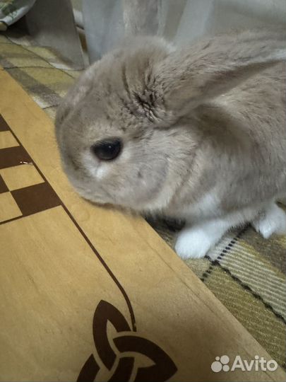 Декоративные кролики