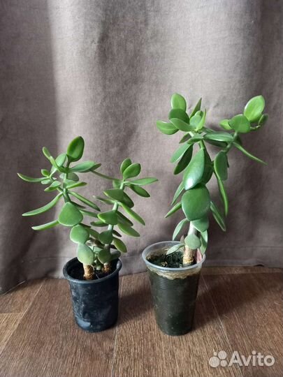 Денежное дерево. Толстянка