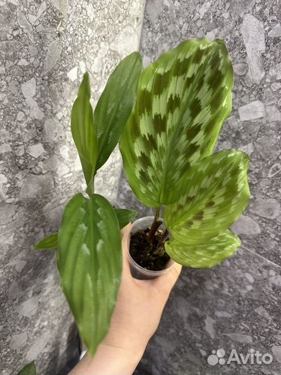 Комнатные растения часть 3