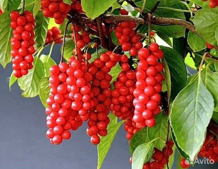 Лимонник Китайский саженцы