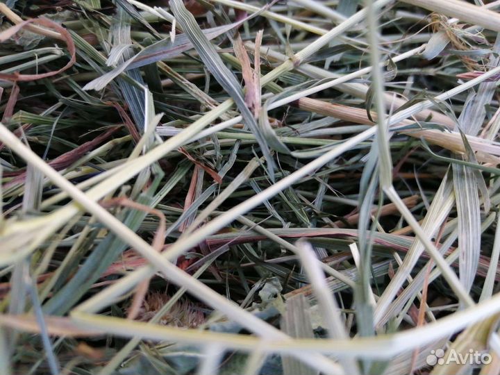 Сено-Солома в Урицком