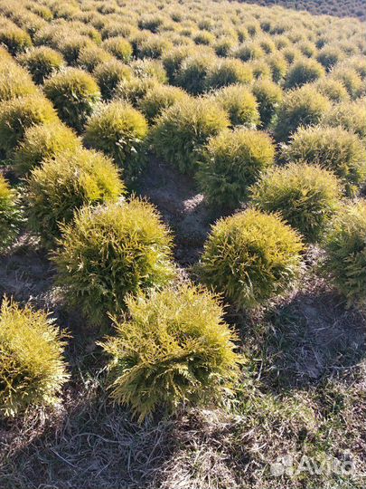 Туя Даника аурея