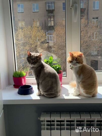 Стрижка кошек