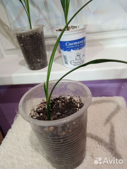 Финик канарский