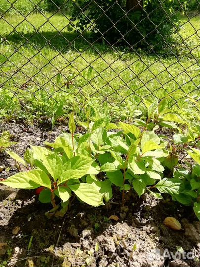 Лимонник китайский