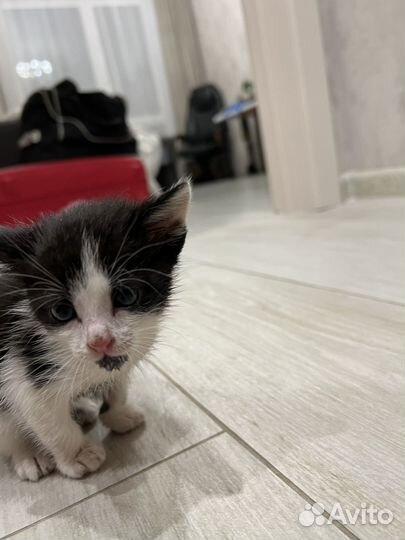 Котёнок. Отдам в добрые руки