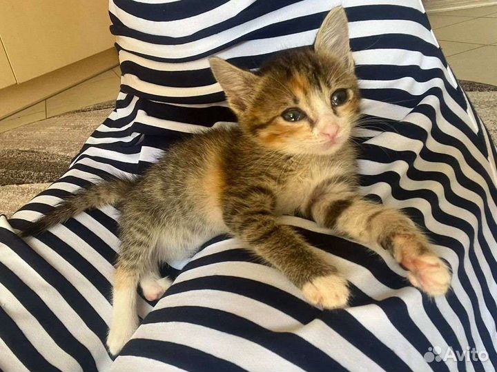 2 очень милых феечки (настоящих крымских котёнка)