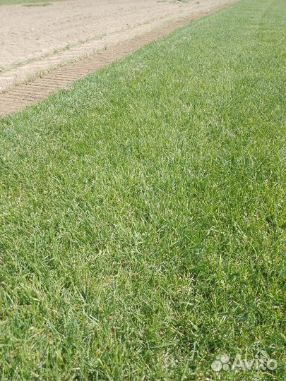 Укладка рулонного газона от производителя