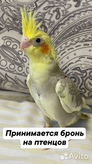 Попугай корелла птенец