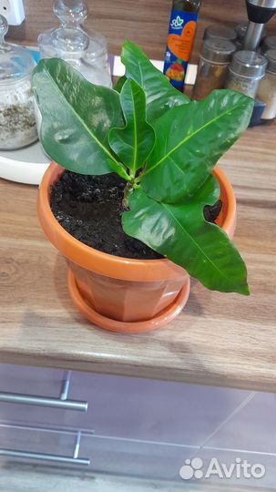 Кротон дуболистный