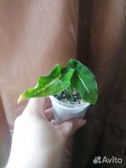 Комнатные растения