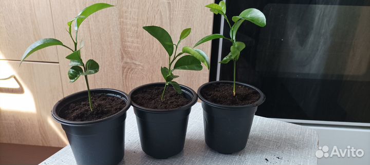 Мандариновое дерево