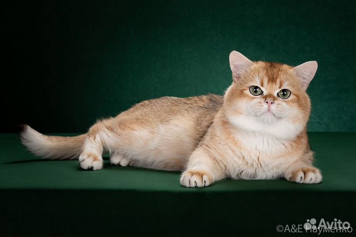 Кот золотая британская шиншилла на вязку