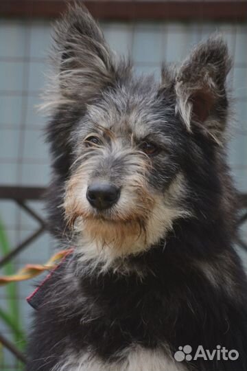 Собаки бесплатно в добрые руки