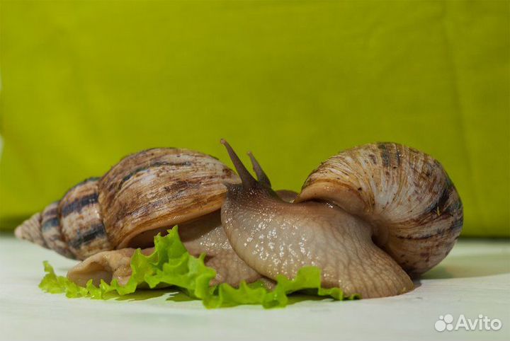 Улитки ахатины