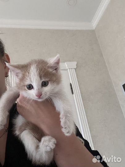 Котенок мальчик