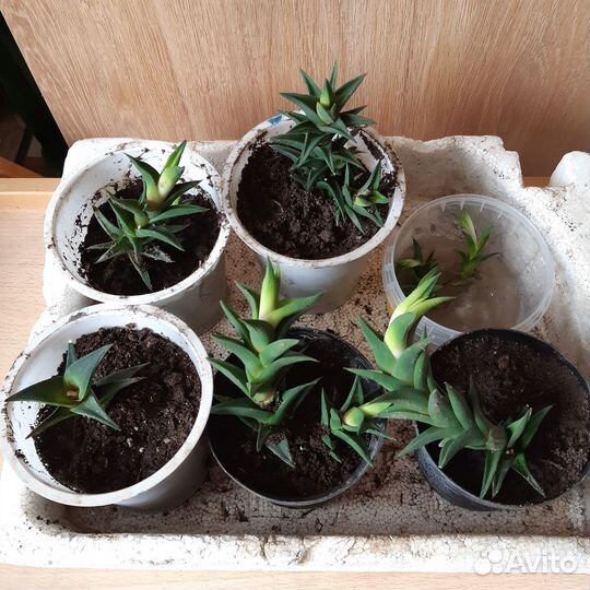 Цветок Хавортия секкулент