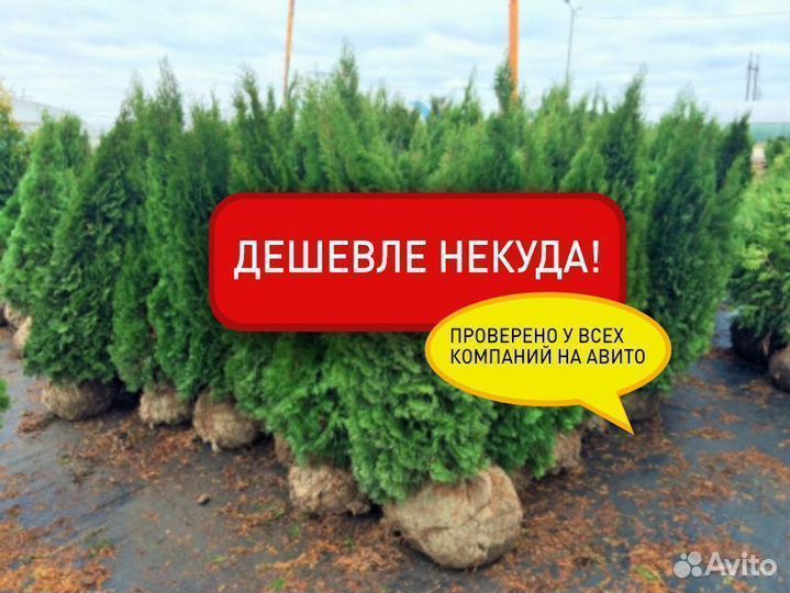 Туи Смарагд и Брабанд с посадкой на участке