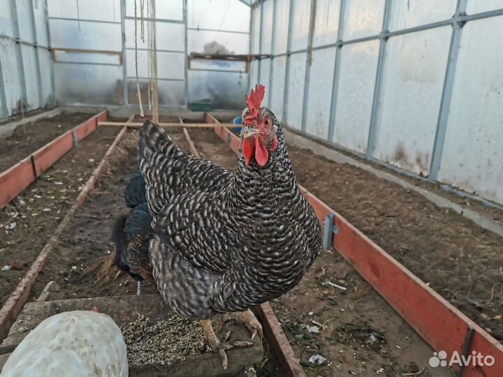 Куры несушки продам