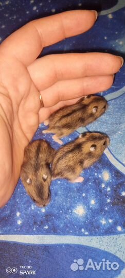 Продаю джунгарских хомячков