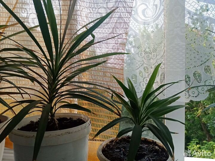 Пальма драцена