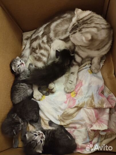 Шотландские вислоухие котята бесплатно