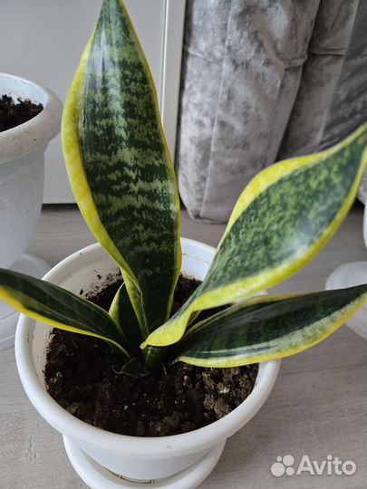 Сансевиерия файер