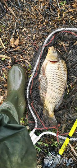 Свежая рыба #карп #продажа карпа #купить карпа