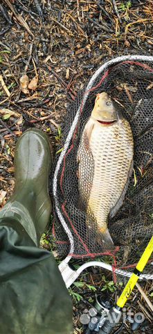 Свежая рыба #карп #продажа карпа #купить карпа