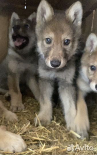 Волчата 85-95