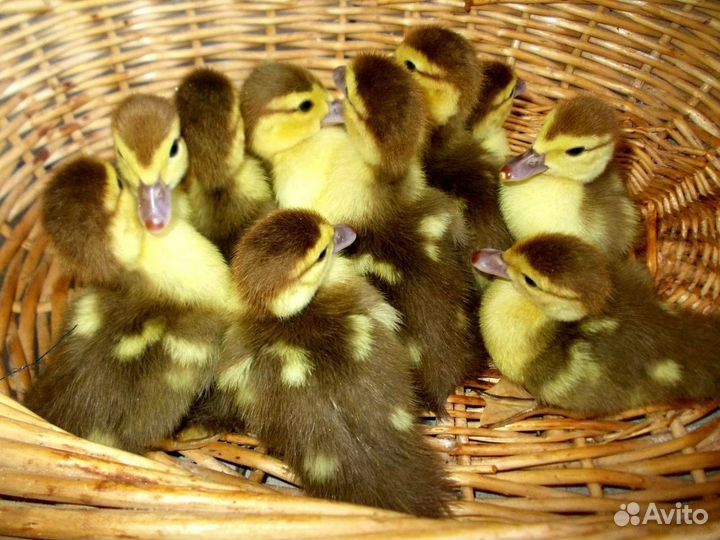 Гусята,индоутята