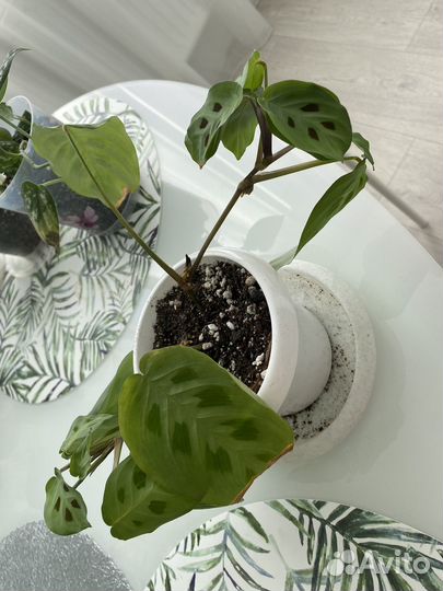 Маранта Керховена