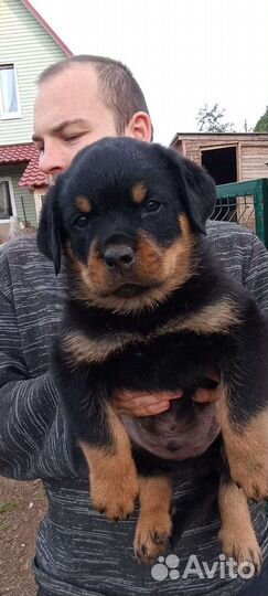 Ротвейлер щенки