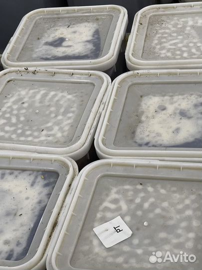 Мёд разнотравье