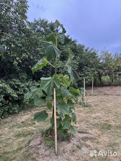 Павловния Pao Tong Z-07