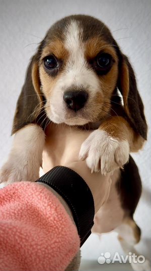 Щенки бигль