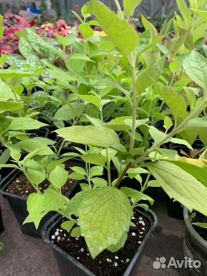 Жасмин садовый (Чубушник)