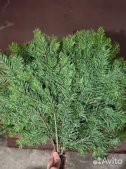 Пихтовые веники для бани