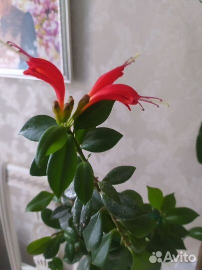 Павлиний хвост эсхинантус