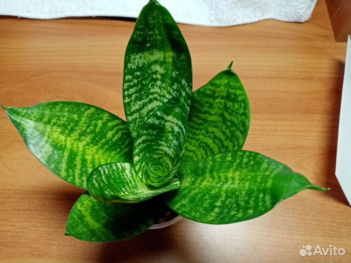 Сансевиерия