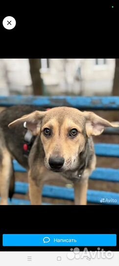 Лада ищет свою семью