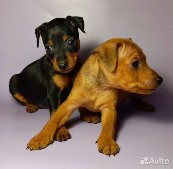 Цвергпинчер