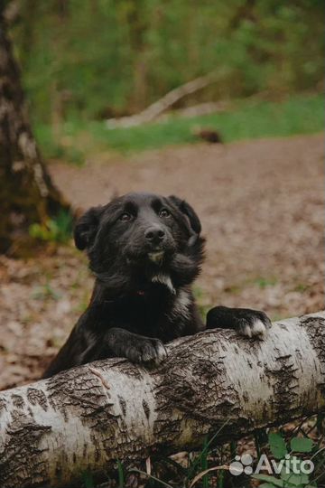 Робость и тепло