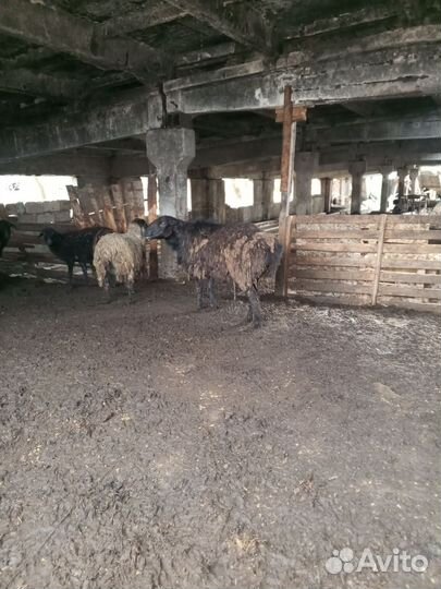 Матки котаные продаются и баран