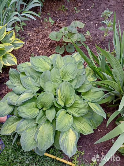 Многолетний цветы