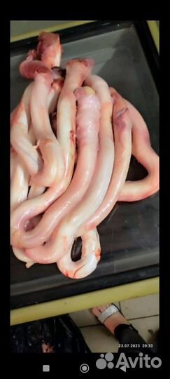 Семенники бычьи. яйца, корни бычьи крупные