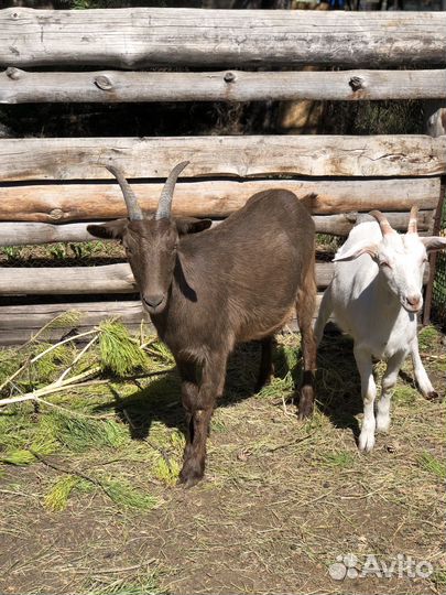 Коза дойная