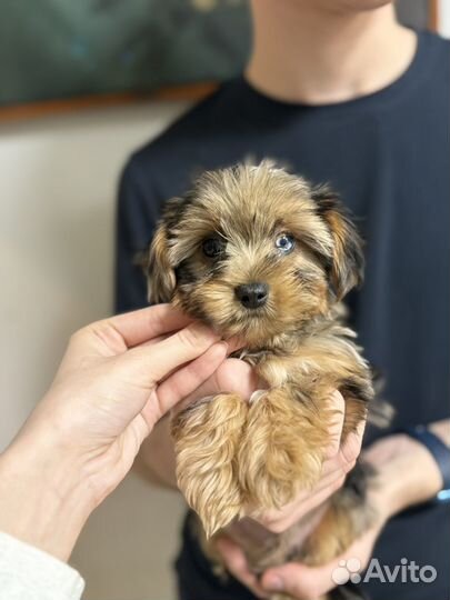 Йоркширский терьер мини щенки