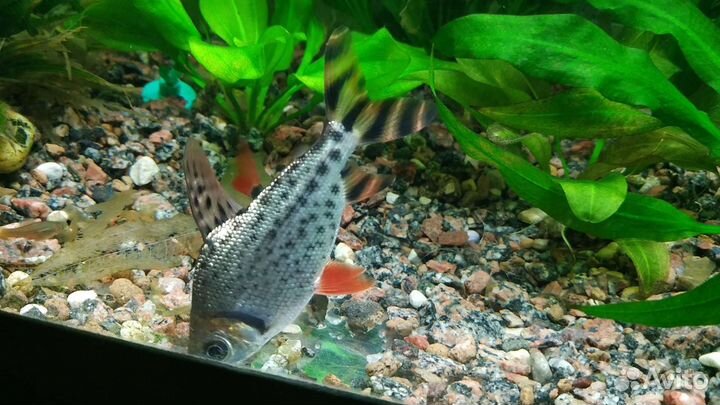 Аквариумные рыбы дистиход хилод эхинодорусы